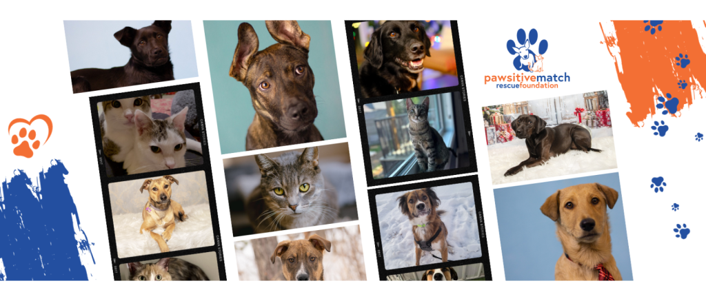 Website-Collage-2