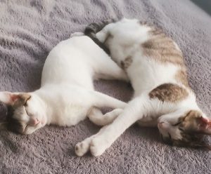Nars & Stila Cats