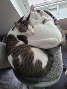 Nars & Stila Cats