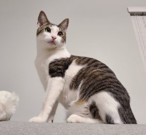 Nars & Stila Cats