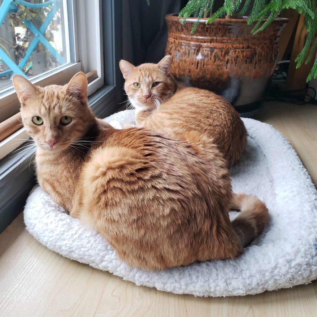 Chester & Poncho Cats