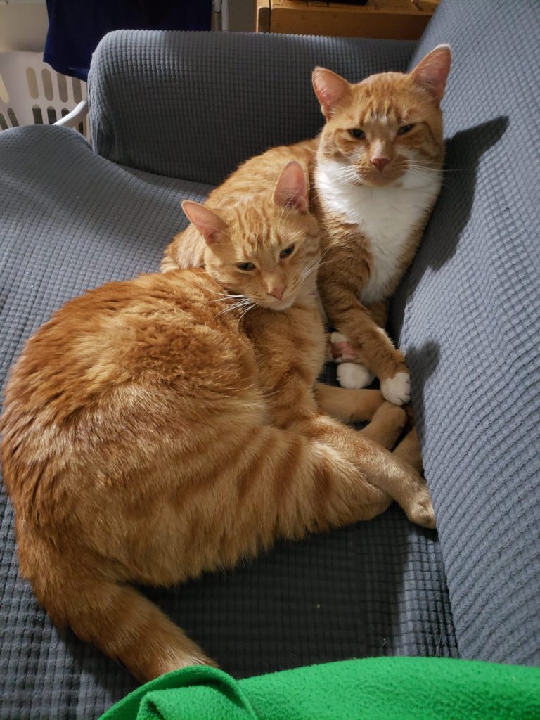 Chester & Poncho Cats