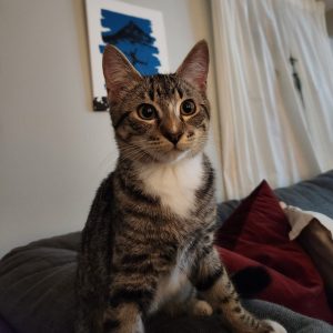 Cypress Cat