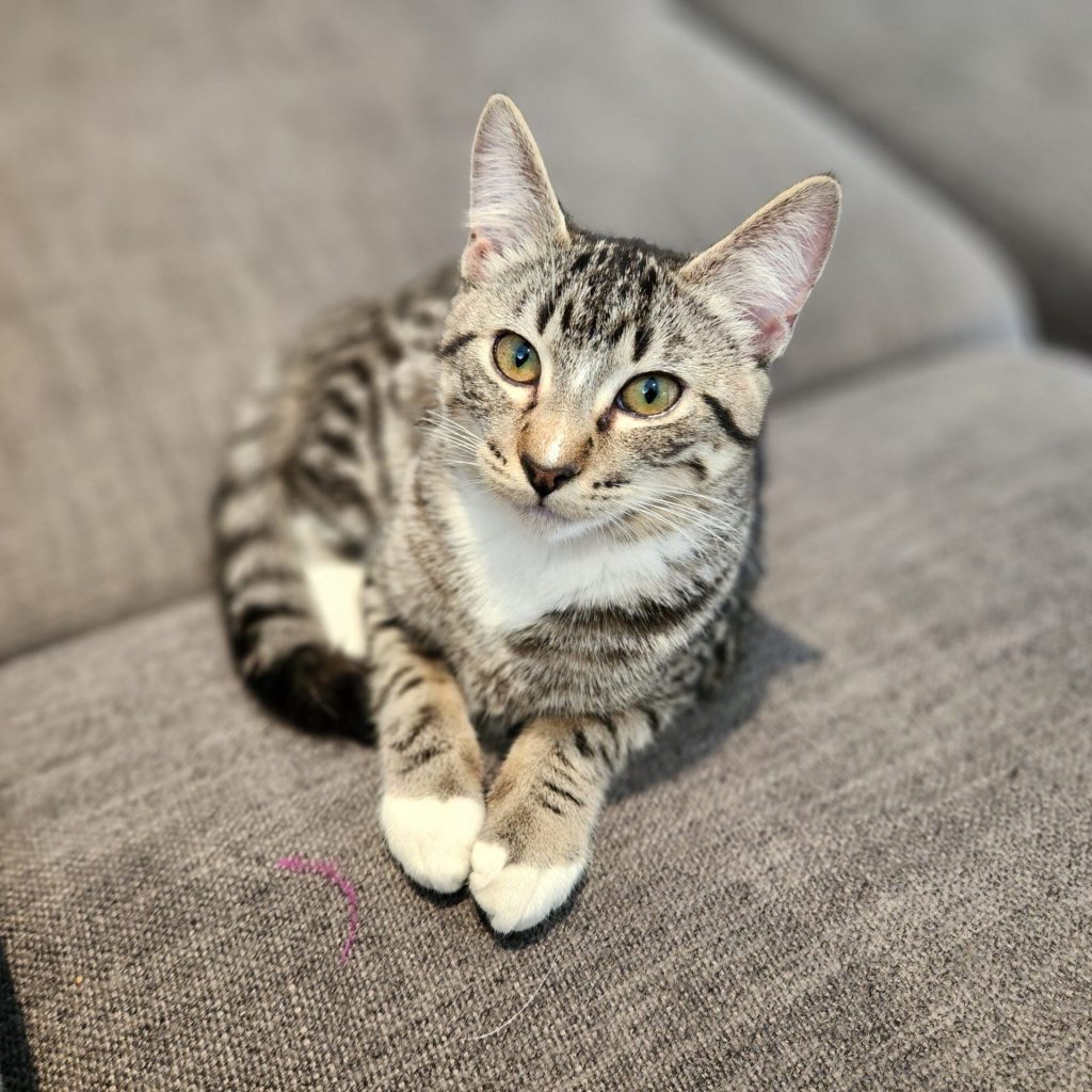 Cypress Cat