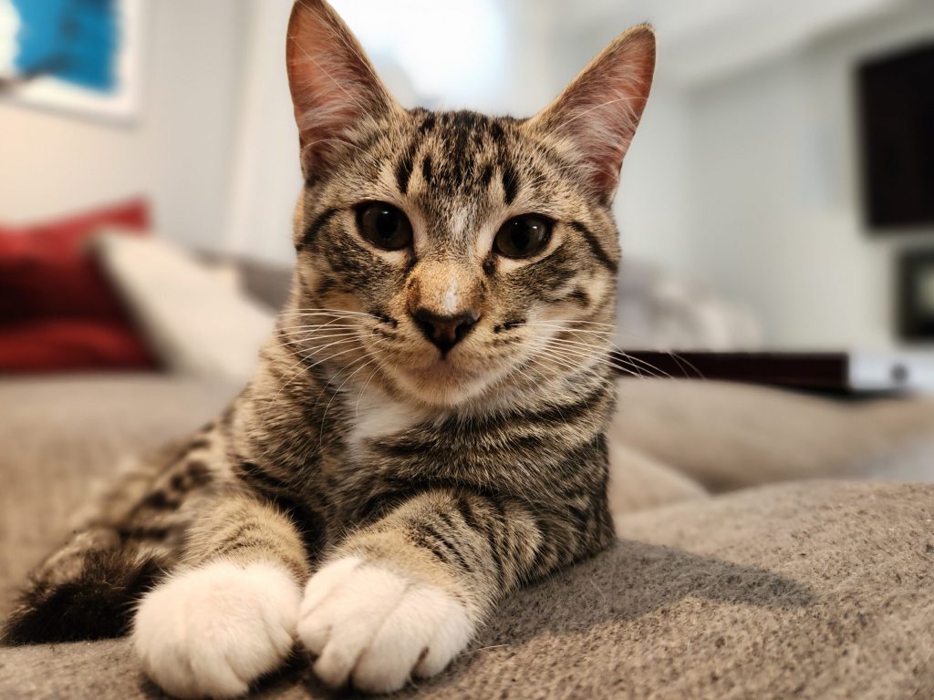 Cypress Cat