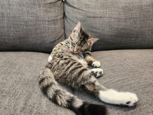 Cypress Cat