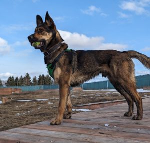 Balto Shepherd Dog
