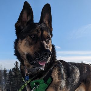 Balto Shepherd