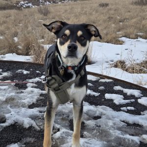 Bandit Penguin Dog