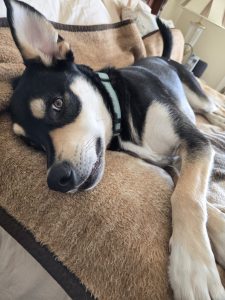 Bandit Penguin Dog