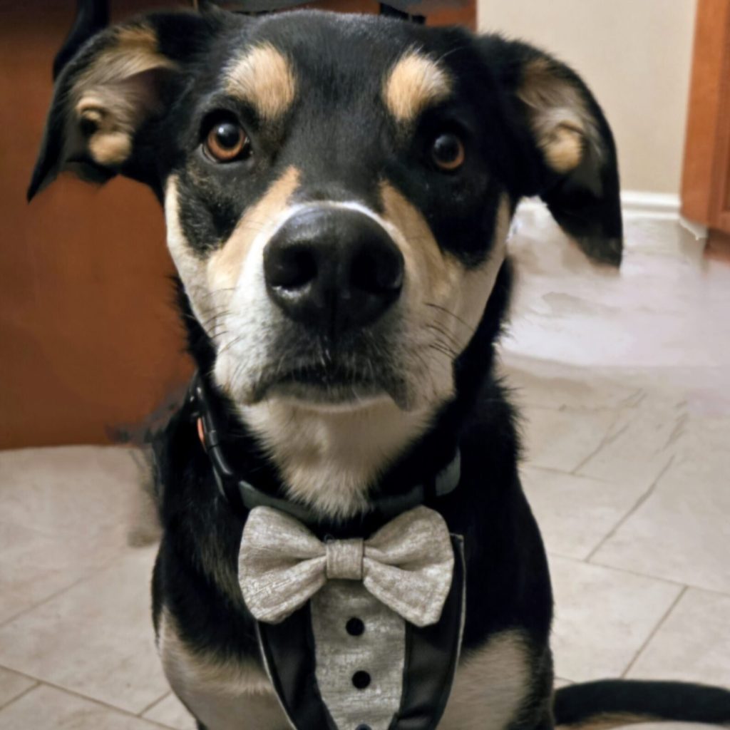 Bandit Penguin Dog