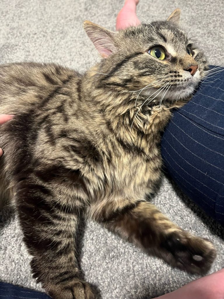 Banzai Cat