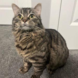 Banzai Cat