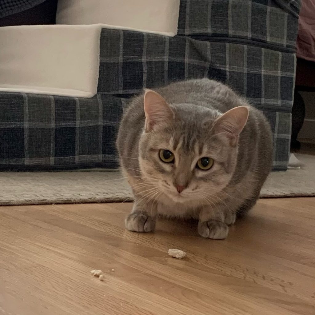 Briar Cat