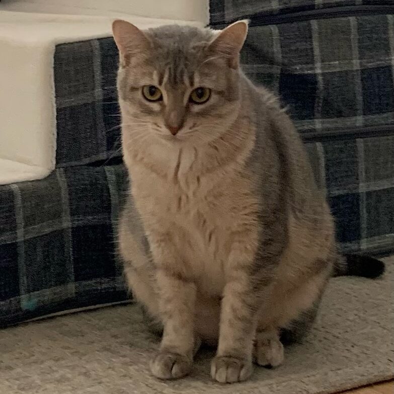 Briar Cat