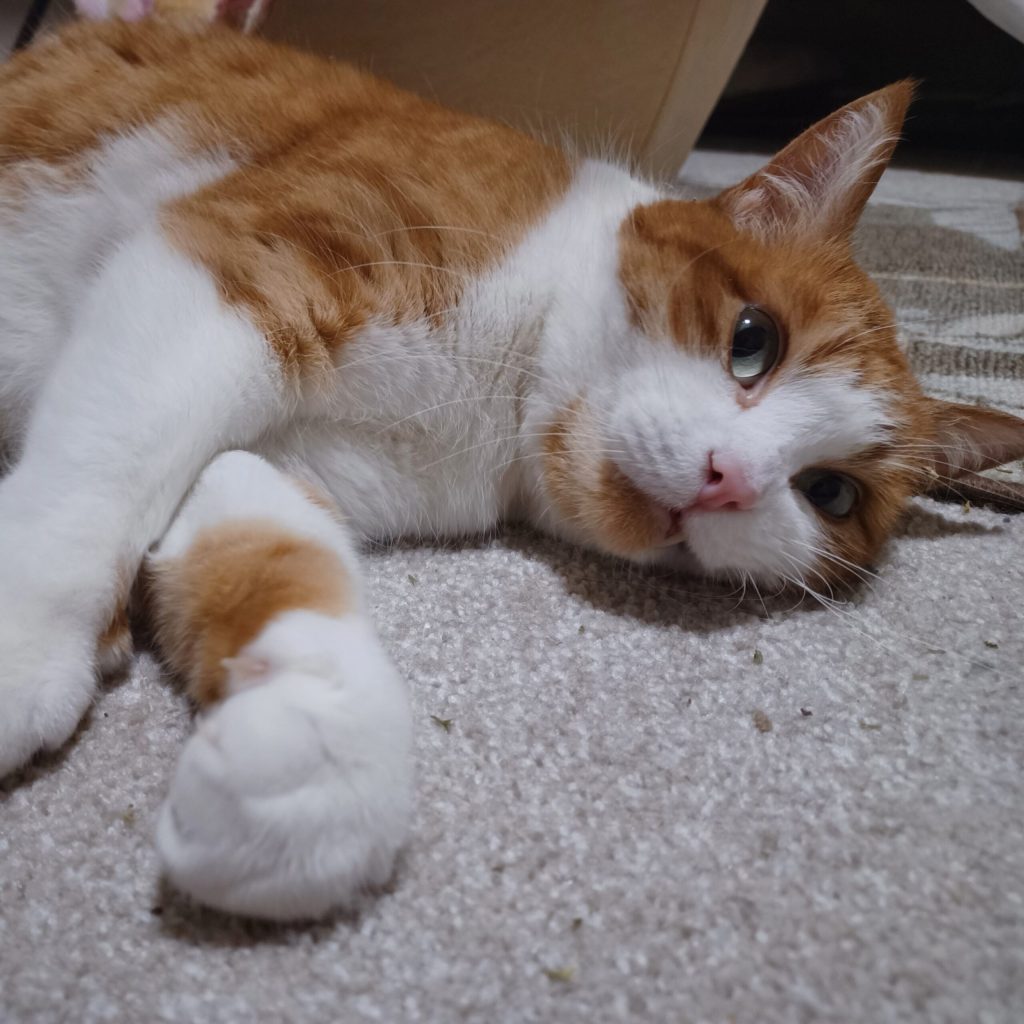 Cally Cat