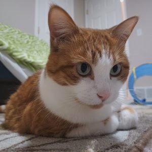 Cally Cat
