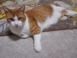 Cally Cat