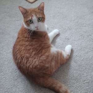 Cally Cat