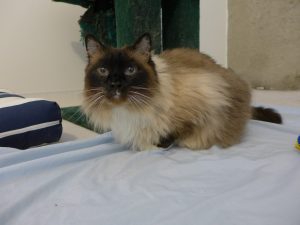 Cassia Cat