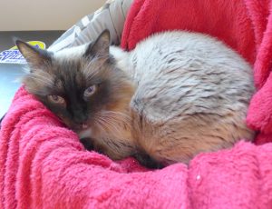Cassia Cat