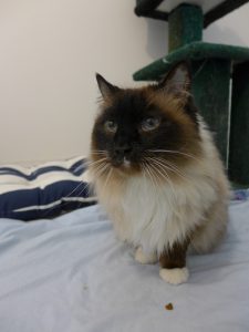 Cassia Cat