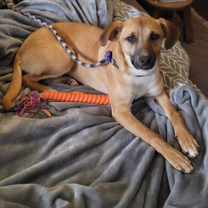 Cheyenne Dog