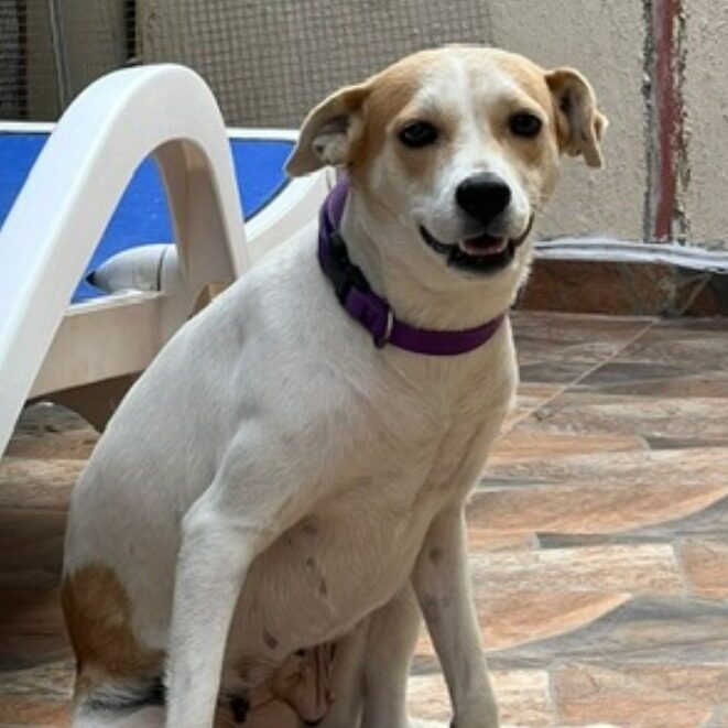 Christy Dog