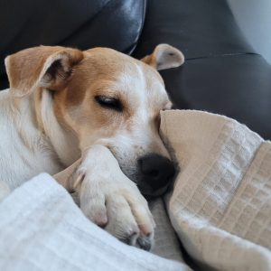 Christy Dog