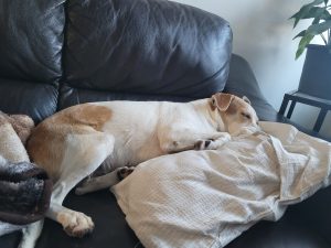 Christy Dog