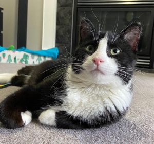 Criss Cross Cat