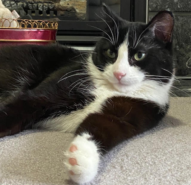 Criss Cross Cat