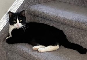 Criss Cross Cat