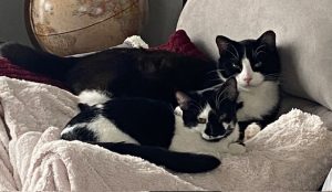 Criss Cross Cat