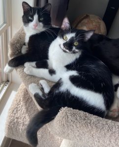 Criss Cross Cat