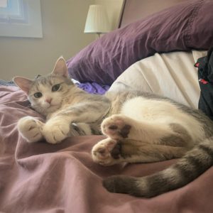 Dior Cat