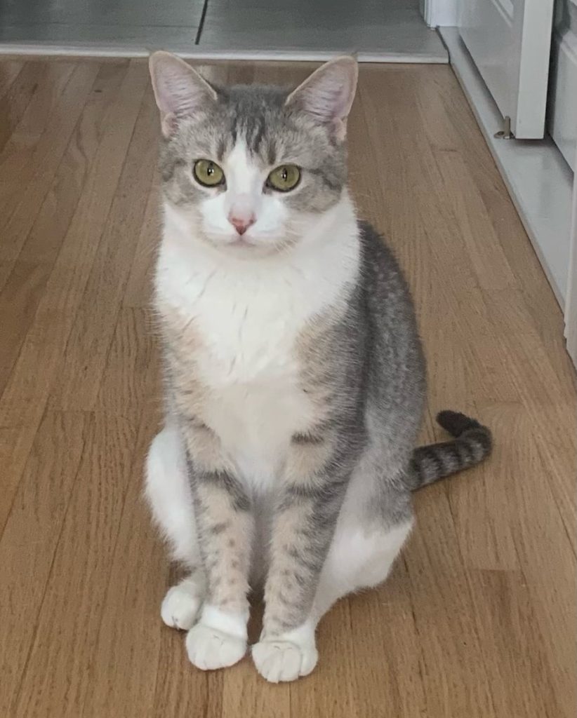 Dior Cat