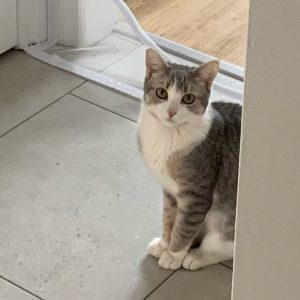 Dior Cat