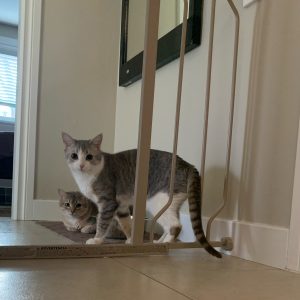 Dior Cat