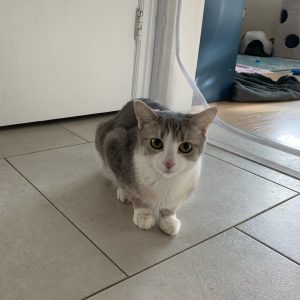 Dior Cat