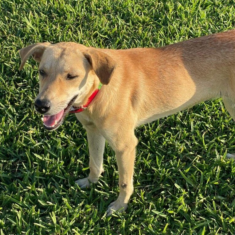Dixon Dog