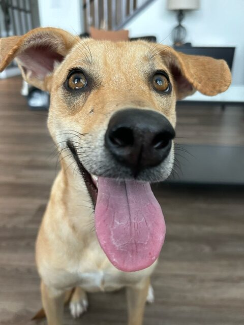 Dixon Dog
