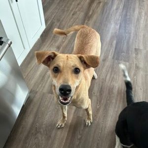 Dixon Dog