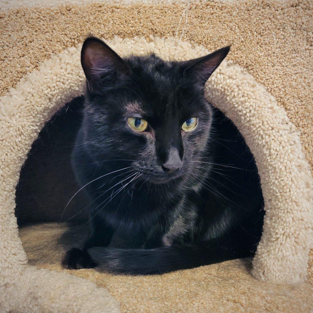 Duke Cat