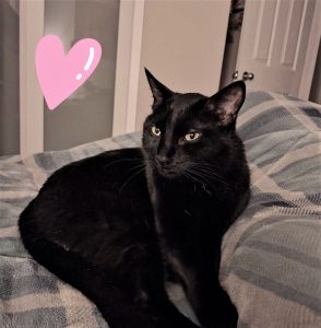 Duke Cat