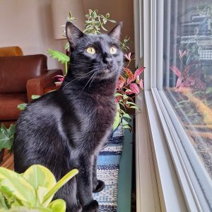 Duke Cat