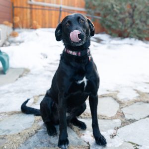 Eva Gabor Dog