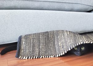 Hush Cat