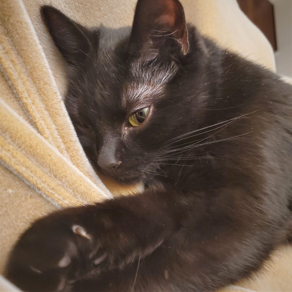 Hush Cat