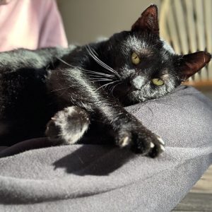 Jonas Cat